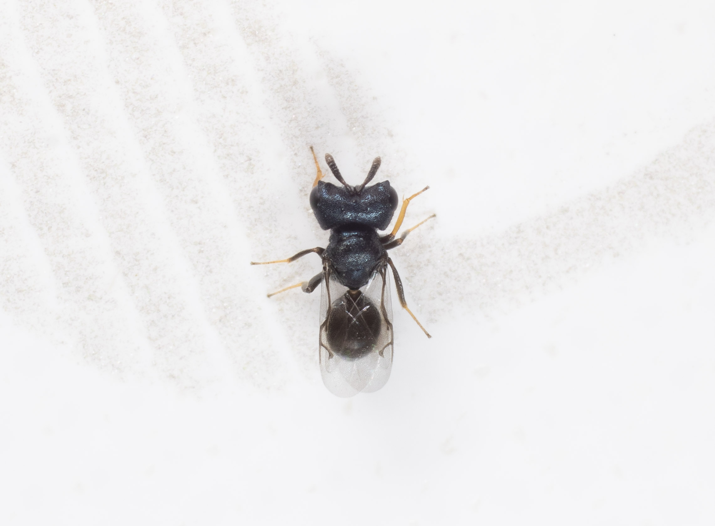 Pteromalidae: Cratomus megacephalus (cf.)